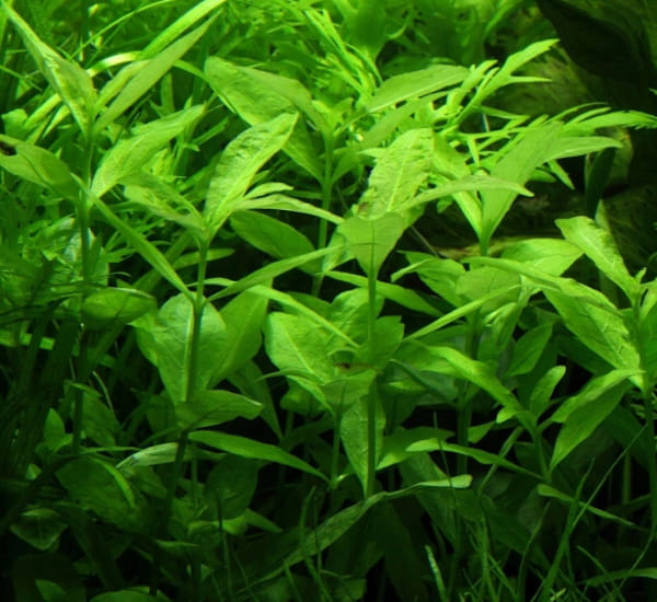 Hygrophila Polysperma nadwódka wielonasienna in vitro porcja